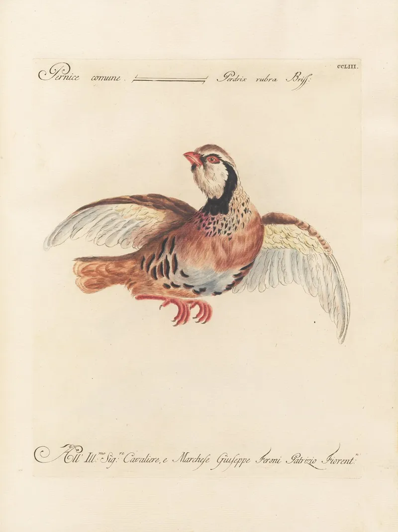 Ornithologia Methodice Digesta Pl 235 Wall Art by Saverio Manetti - High-Resolution Digital Print