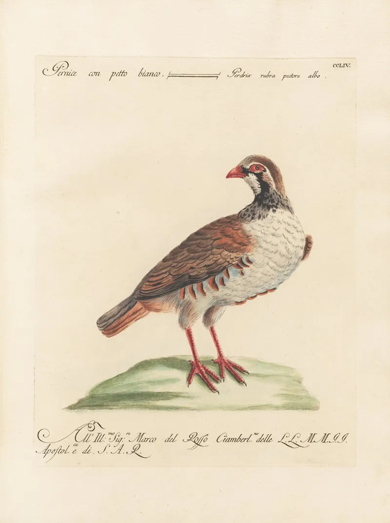 Ornithologia Methodice Digesta Pl 236 Wall Art by Saverio Manetti - High-Resolution Digital Print