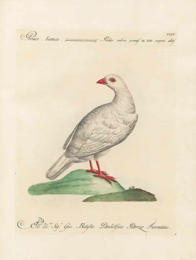Ornithologia Methodice Digesta Pl 237 Wall Art by Saverio Manetti - High-Resolution Digital Print