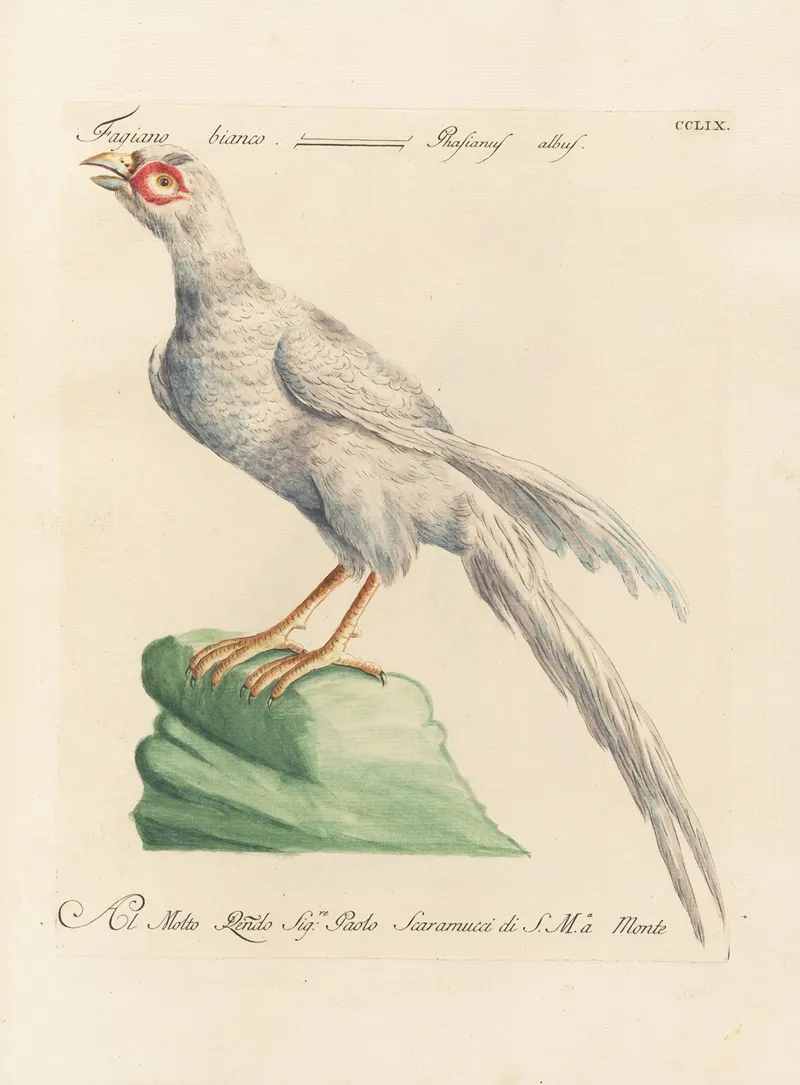 Ornithologia Methodice Digesta Pl 241 Wall Art by Saverio Manetti - High-Resolution Digital Print