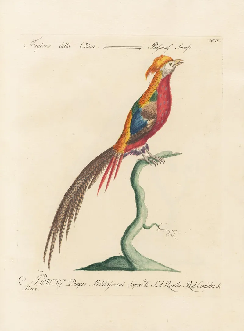 Ornithologia Methodice Digesta Pl 242 Wall Art by Saverio Manetti - High-Resolution Digital Print