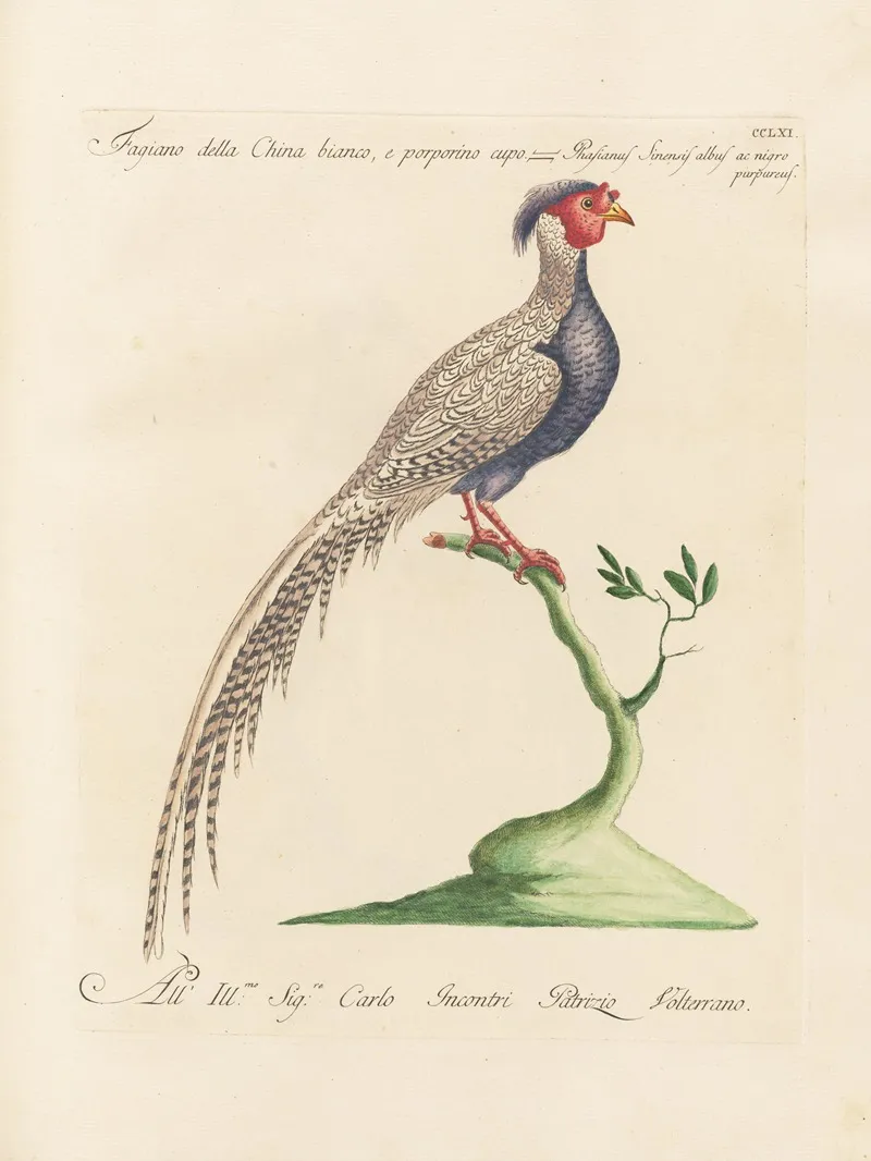 Ornithologia Methodice Digesta Pl 243 Wall Art by Saverio Manetti - High-Resolution Digital Print