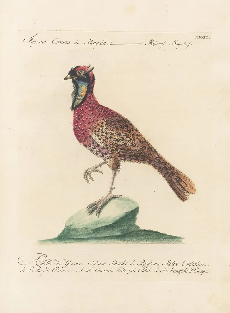 Ornithologia Methodice Digesta Pl 245 Wall Art by Saverio Manetti - High-Resolution Digital Print