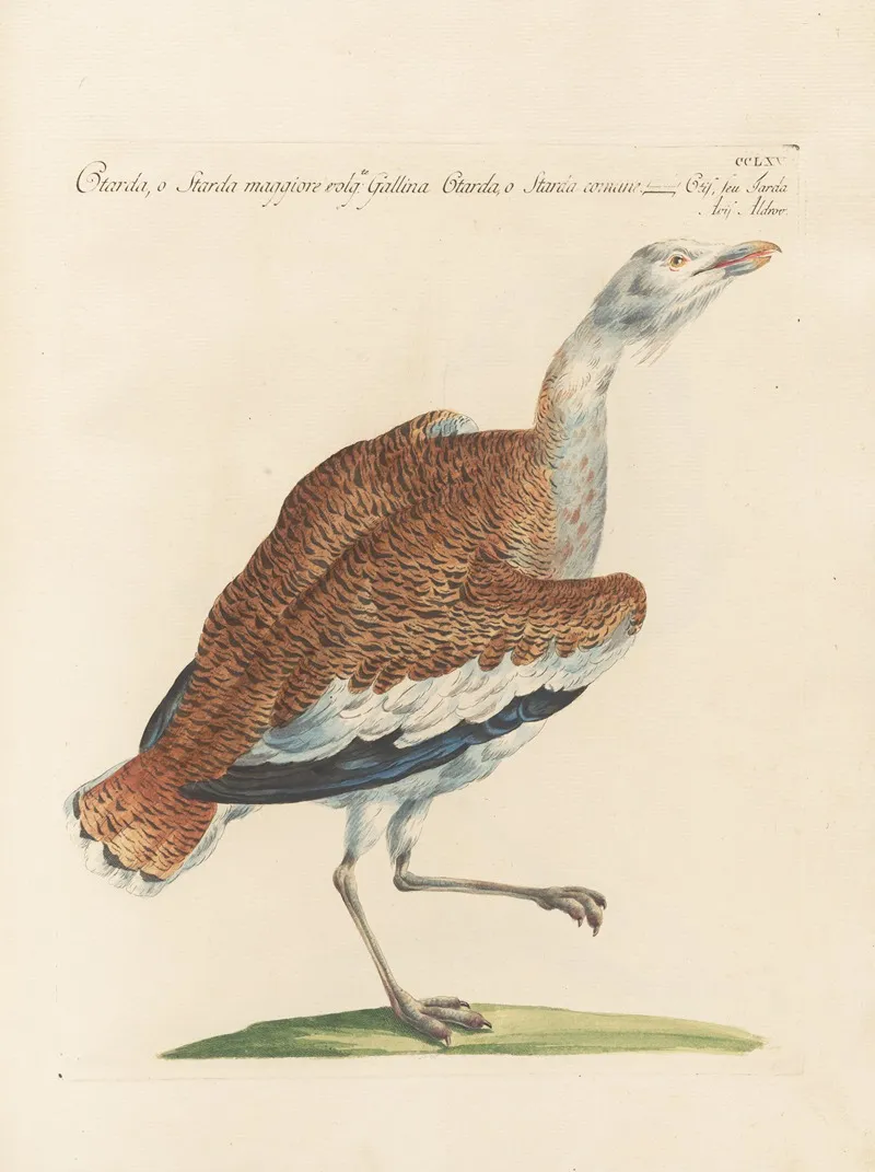 Ornithologia Methodice Digesta Pl 247 Wall Art by Saverio Manetti - High-Resolution Digital Print