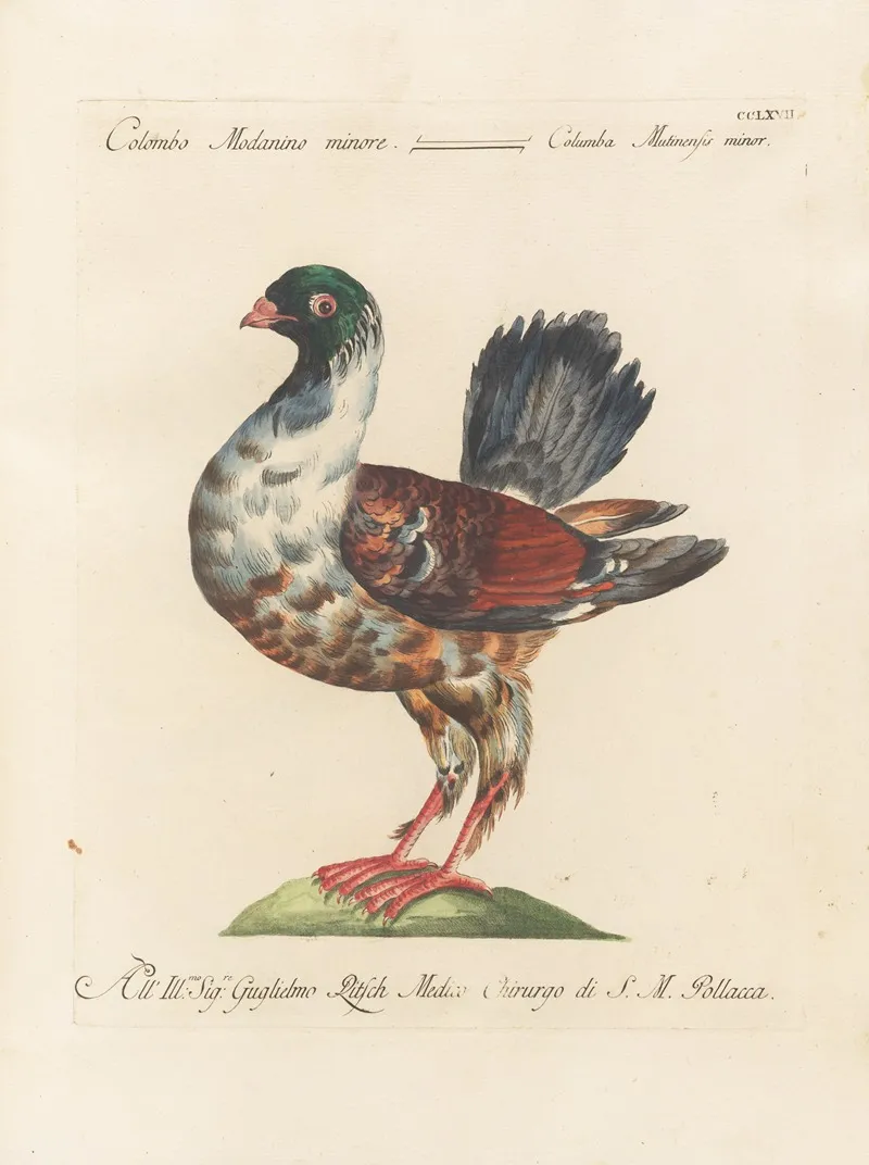 Ornithologia Methodice Digesta Pl 249 Wall Art by Saverio Manetti - High-Resolution Digital Print