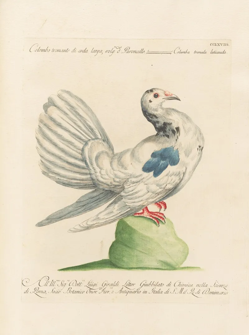 Ornithologia Methodice Digesta Pl 250 Wall Art by Saverio Manetti - High-Resolution Digital Print
