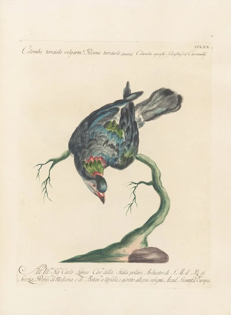Ornithologia Methodice Digesta Pl 252 Wall Art by Saverio Manetti - High-Resolution Digital Print