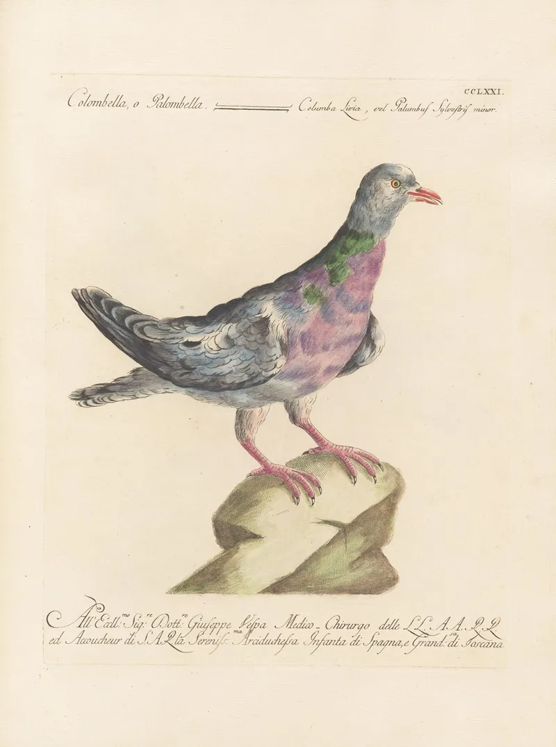 Ornithologia Methodice Digesta Pl 253 Wall Art by Saverio Manetti - High-Resolution Digital Print