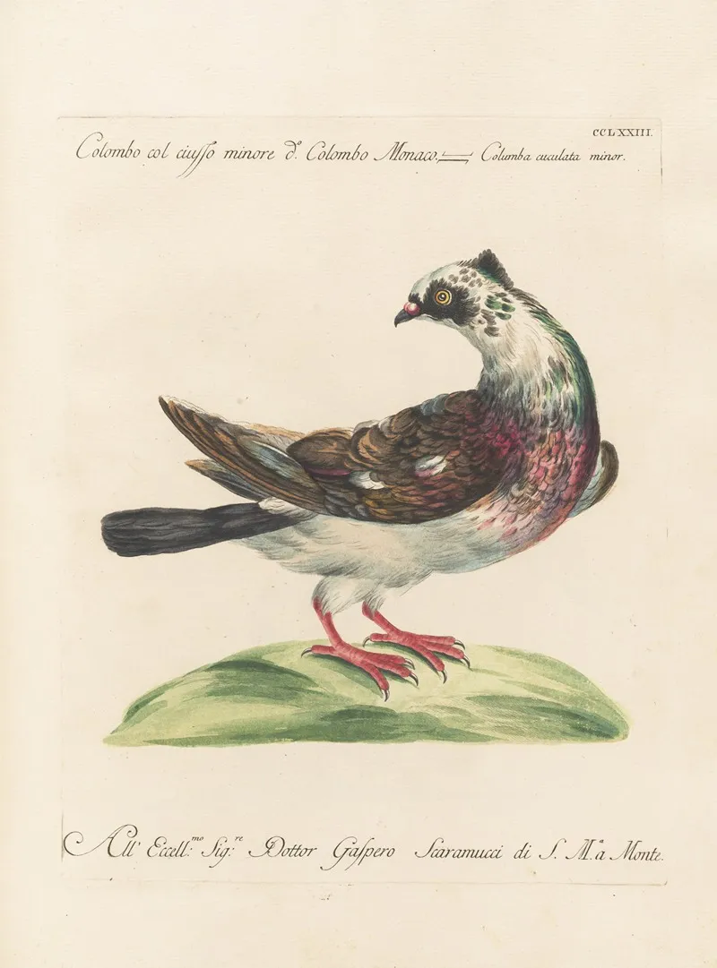 Ornithologia Methodice Digesta Pl 255 Wall Art by Saverio Manetti - High-Resolution Digital Print