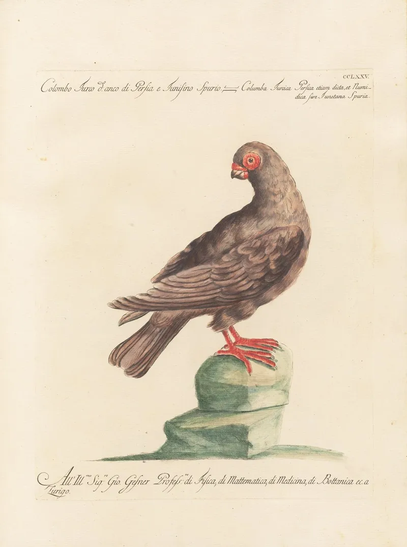 Ornithologia Methodice Digesta Pl 257 Wall Art by Saverio Manetti - High-Resolution Digital Print