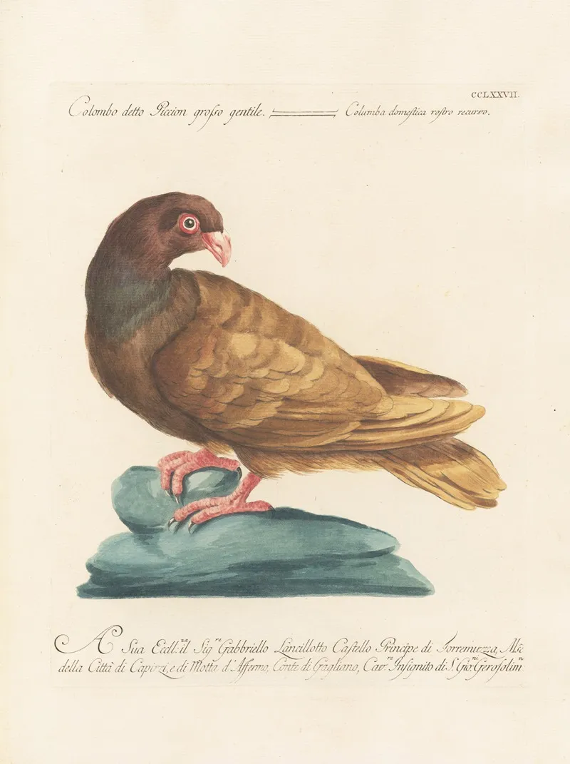 Ornithologia Methodice Digesta Pl 259 Wall Art by Saverio Manetti - High-Resolution Digital Print