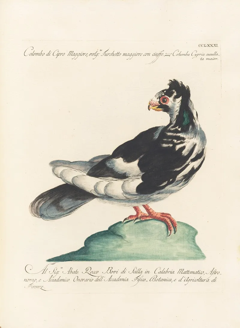Ornithologia Methodice Digesta Pl 263 Wall Art by Saverio Manetti - High-Resolution Digital Print