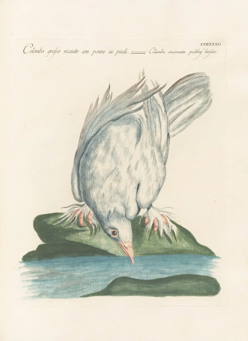 Ornithologia Methodice Digesta Pl 264 Wall Art by Saverio Manetti - High-Resolution Digital Print