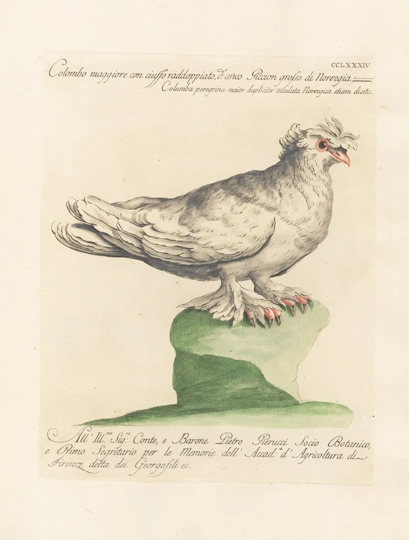 Ornithologia Methodice Digesta Pl 266 Wall Art by Saverio Manetti - High-Resolution Digital Print