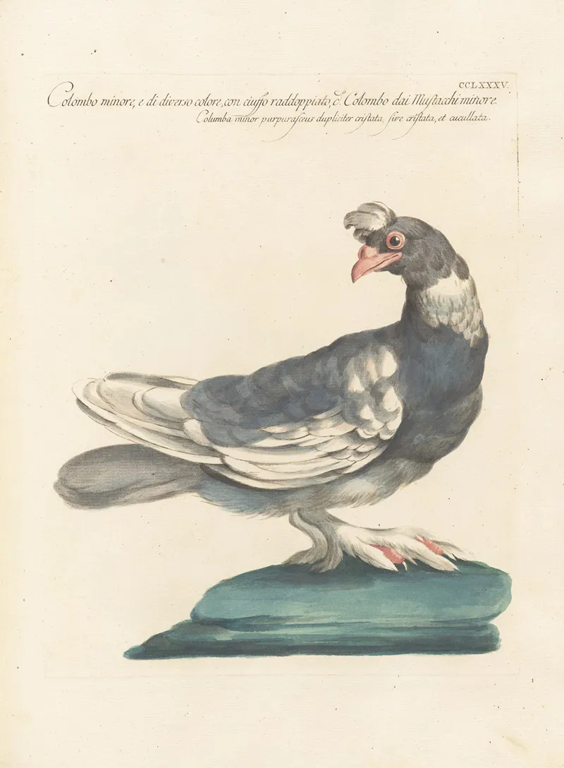 Ornithologia Methodice Digesta Pl 267 Wall Art by Saverio Manetti - High-Resolution Digital Print