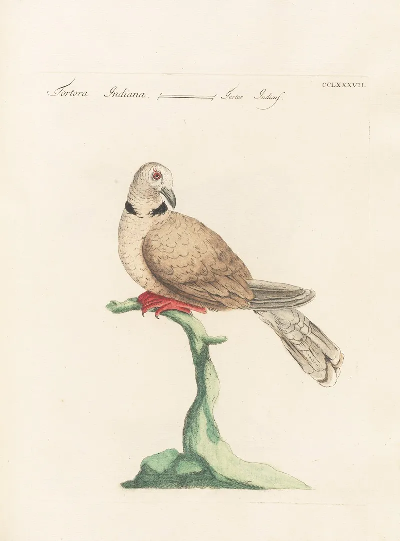 Ornithologia Methodice Digesta Pl 269 Wall Art by Saverio Manetti - High-Resolution Digital Print