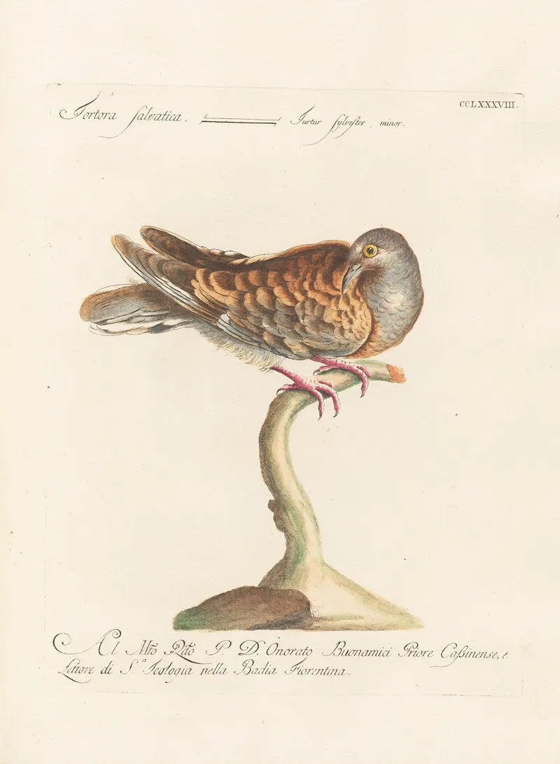 Ornithologia Methodice Digesta Pl 270 Wall Art by Saverio Manetti - High-Resolution Digital Print