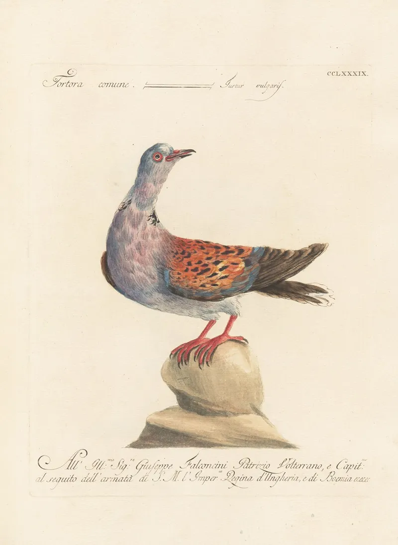 Ornithologia Methodice Digesta Pl 271 Wall Art by Saverio Manetti - High-Resolution Digital Print