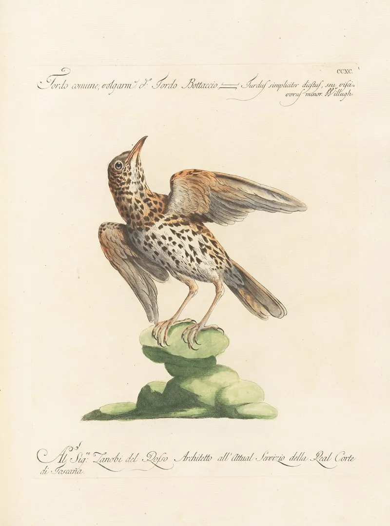 Ornithologia Methodice Digesta Pl 272 Wall Art by Saverio Manetti - High-Resolution Digital Print
