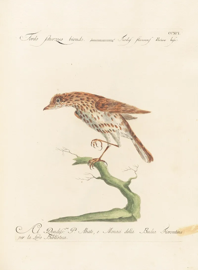 Ornithologia Methodice Digesta Pl 273 Wall Art by Saverio Manetti - High-Resolution Digital Print