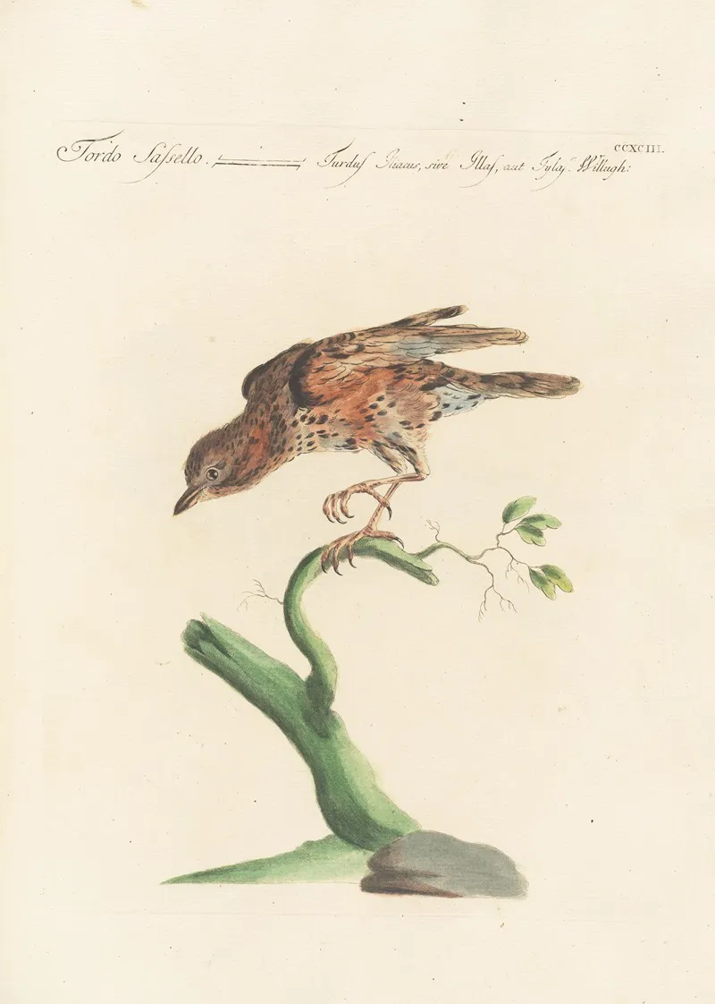 Ornithologia Methodice Digesta Pl 275 Wall Art by Saverio Manetti - High-Resolution Digital Print