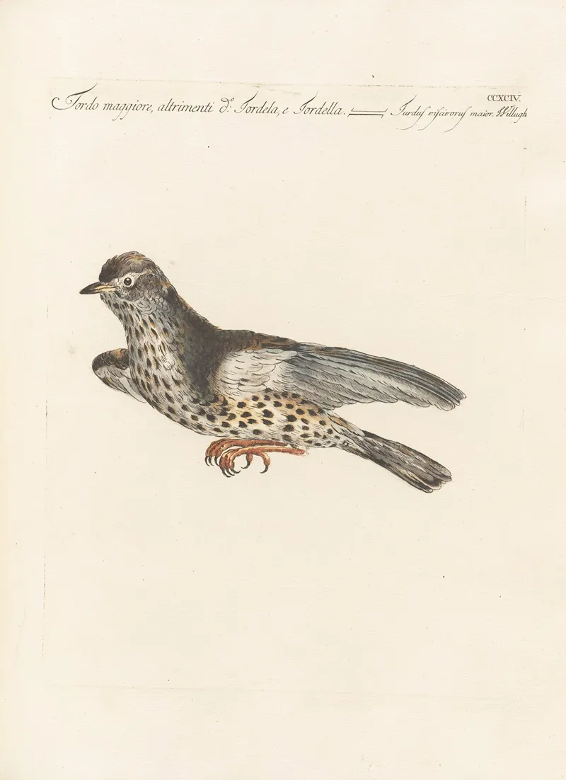 Ornithologia Methodice Digesta Pl 276 Wall Art by Saverio Manetti - High-Resolution Digital Print