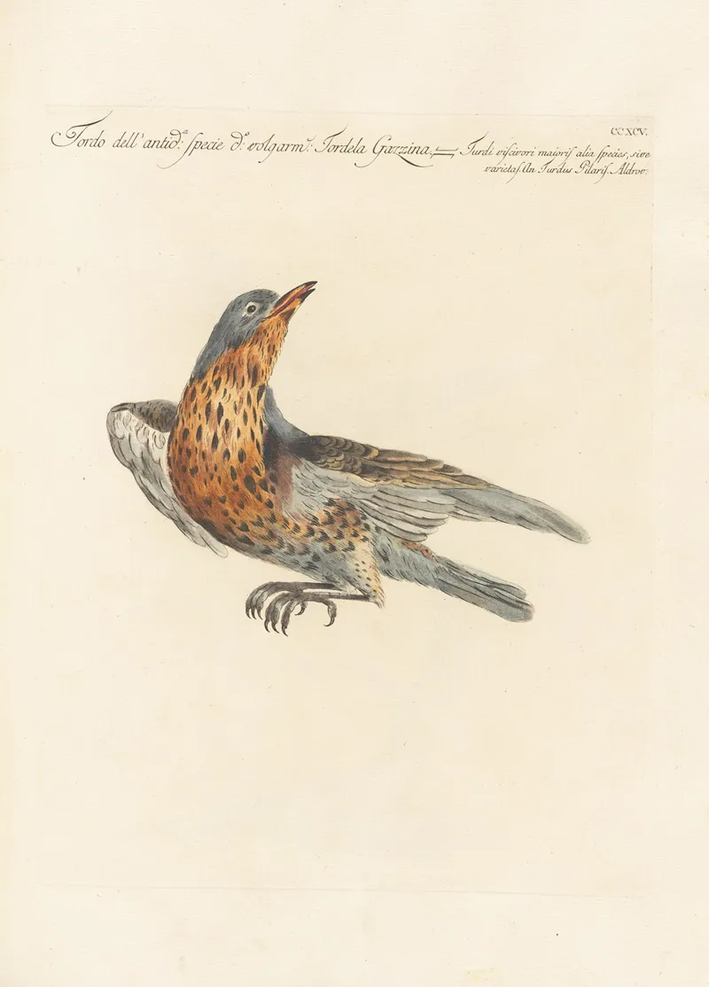 Ornithologia Methodice Digesta Pl 277 Wall Art by Saverio Manetti - High-Resolution Digital Print