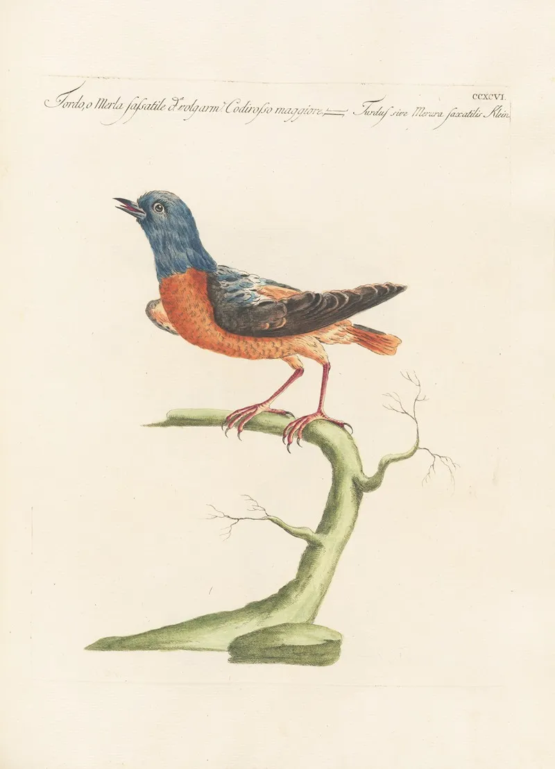Ornithologia Methodice Digesta Pl 278 Wall Art by Saverio Manetti - High-Resolution Digital Print