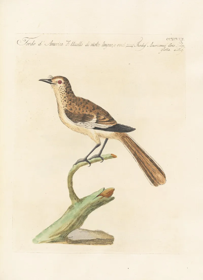 Ornithologia Methodice Digesta Pl 280 Wall Art by Saverio Manetti - High-Resolution Digital Print