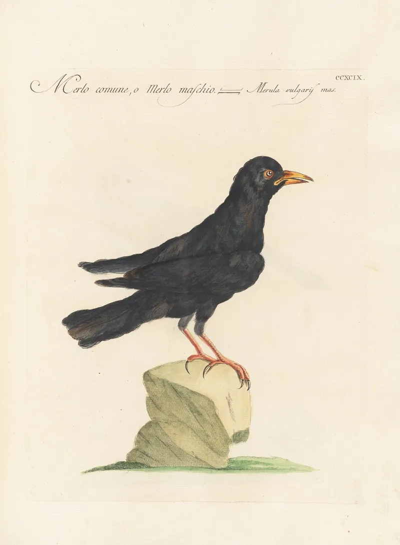 Ornithologia Methodice Digesta Pl 281 Wall Art by Saverio Manetti - High-Resolution Digital Print