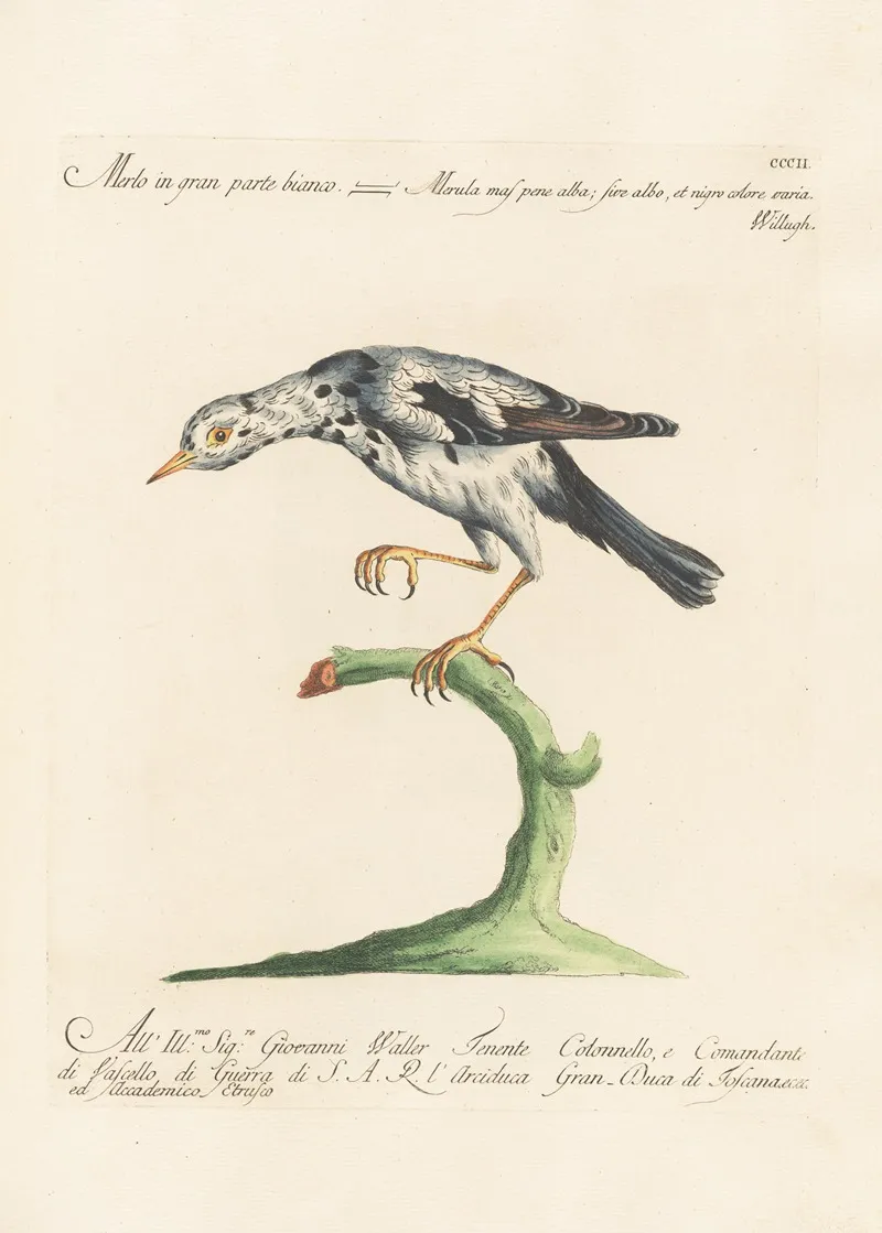 Ornithologia Methodice Digesta Pl 284 Wall Art by Saverio Manetti - High-Resolution Digital Print