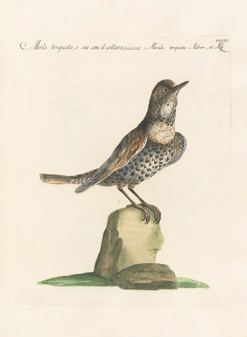 Ornithologia Methodice Digesta Pl 286 Wall Art by Saverio Manetti - High-Resolution Digital Print