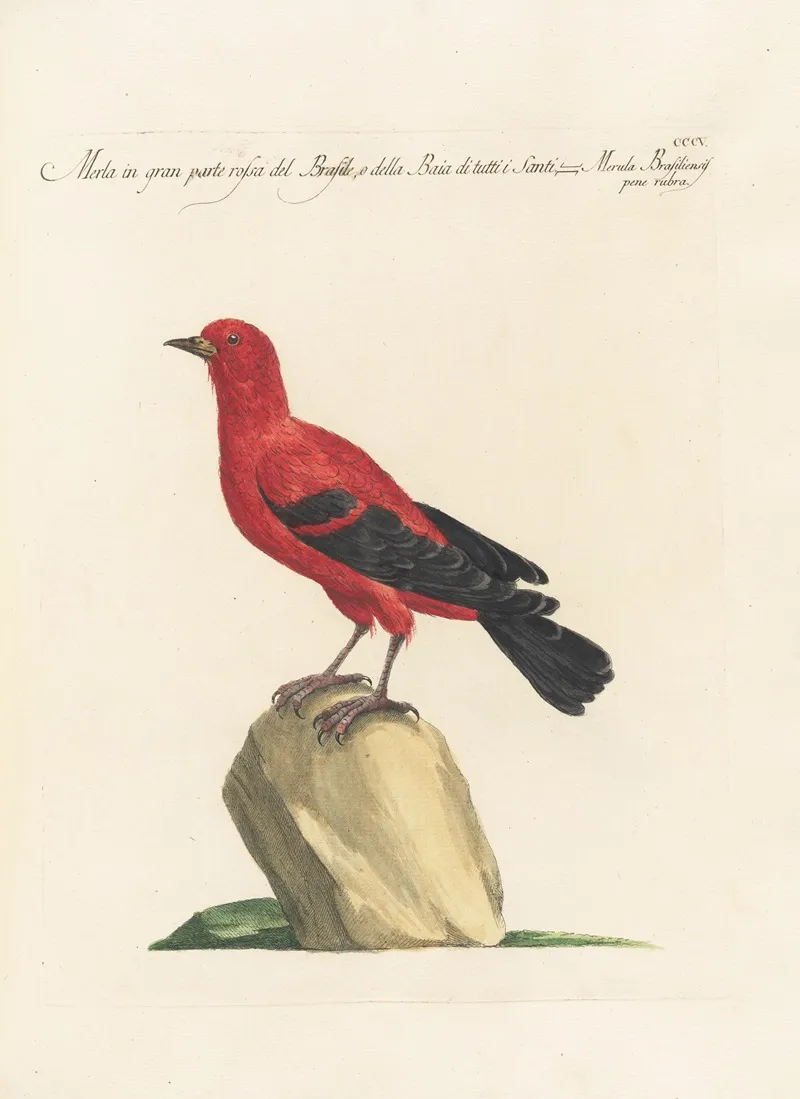 Ornithologia Methodice Digesta Pl 287 Wall Art by Saverio Manetti - High-Resolution Digital Print