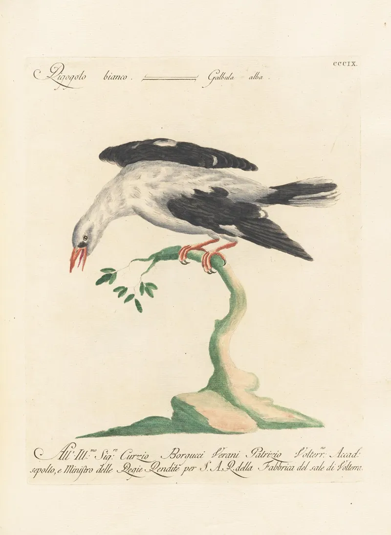 Ornithologia Methodice Digesta Pl 291 Wall Art by Saverio Manetti - High-Resolution Digital Print
