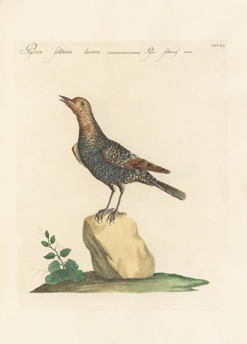 Ornithologia Methodice Digesta Pl 293 Wall Art by Saverio Manetti - High-Resolution Digital Print