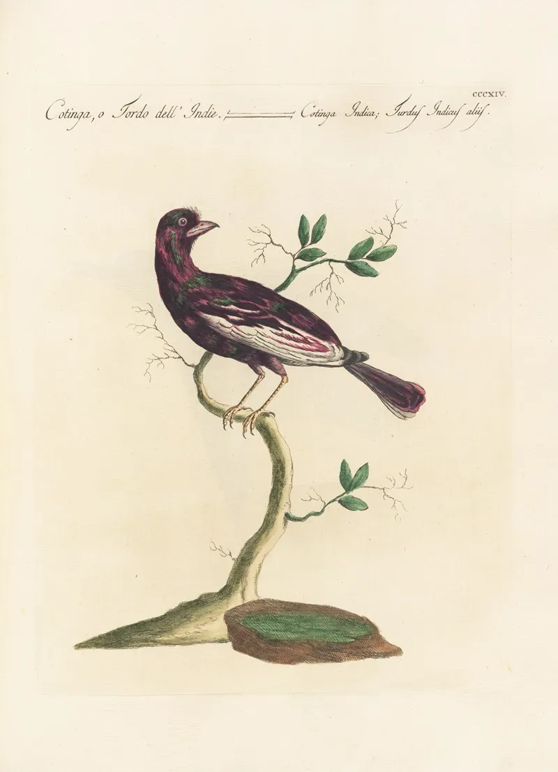 Ornithologia Methodice Digesta Pl 296 Wall Art by Saverio Manetti - High-Resolution Digital Print