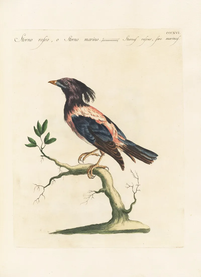 Ornithologia Methodice Digesta Pl 298 Wall Art by Saverio Manetti - High-Resolution Digital Print