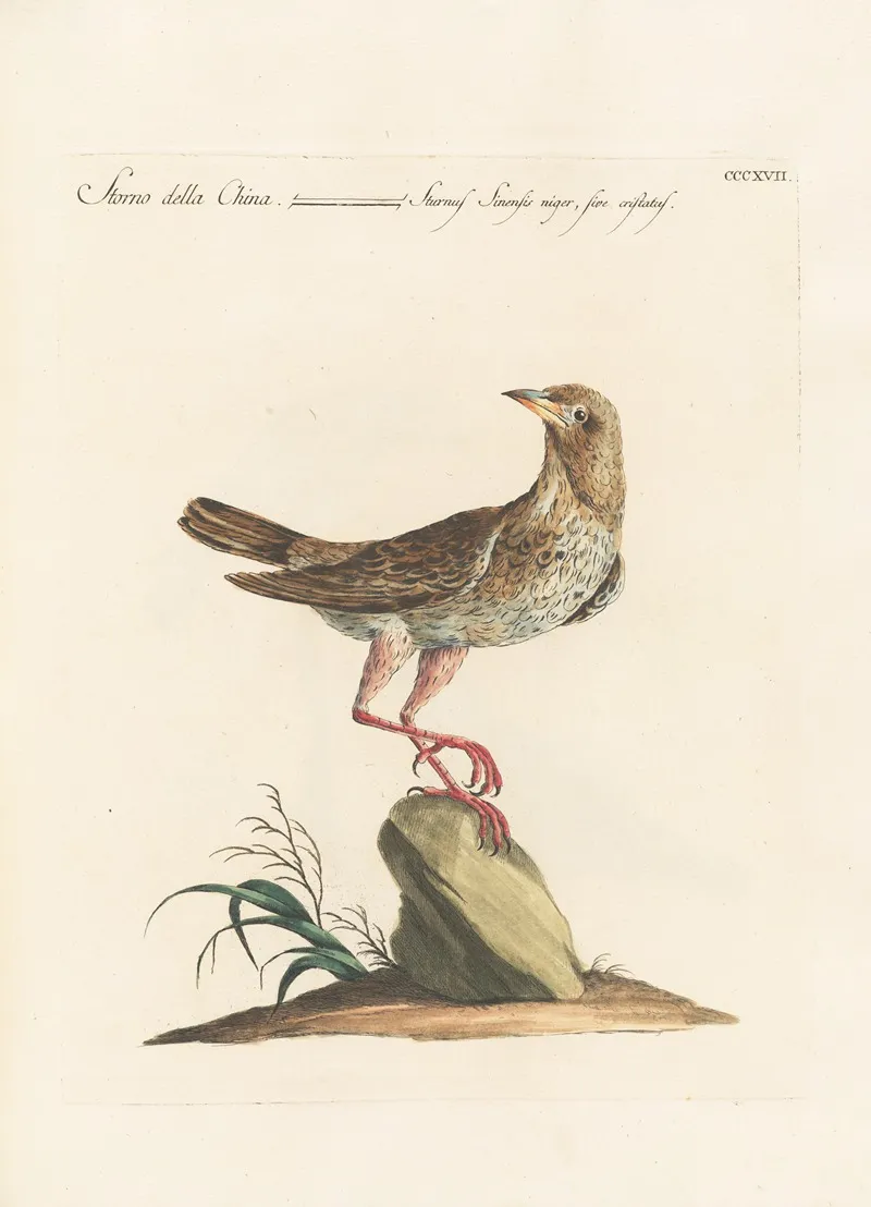 Ornithologia Methodice Digesta Pl 299 Wall Art by Saverio Manetti - High-Resolution Digital Print