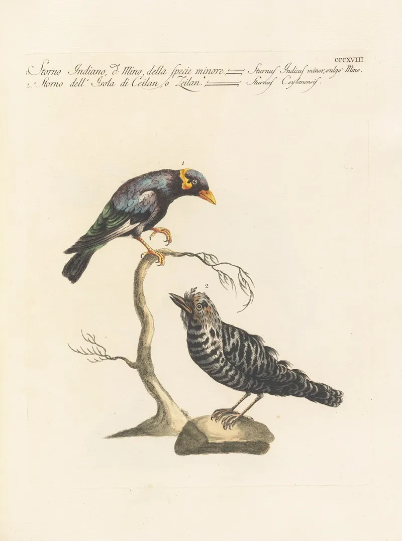 Ornithologia Methodice Digesta Pl 300 Wall Art by Saverio Manetti - High-Resolution Digital Print