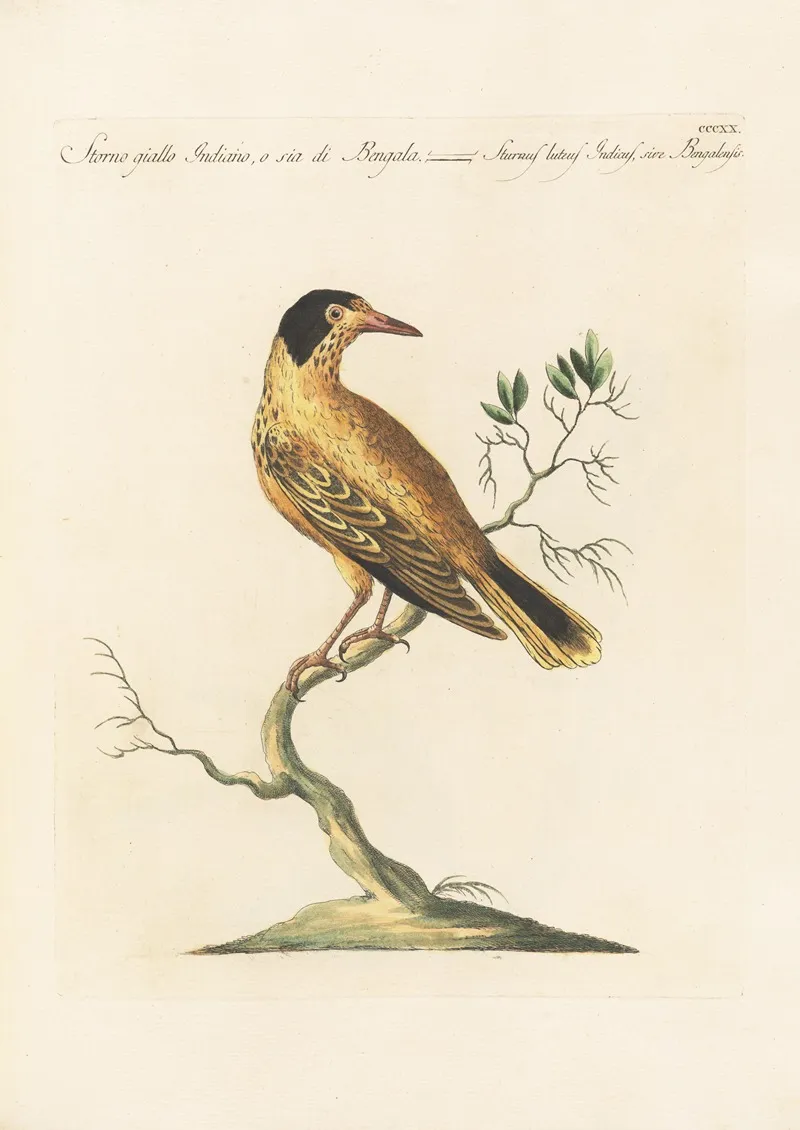 Ornithologia Methodice Digesta Pl 302 Wall Art by Saverio Manetti - High-Resolution Digital Print