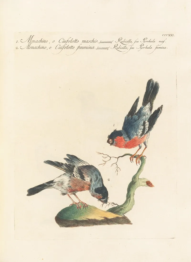 Ornithologia Methodice Digesta Pl 303 Wall Art by Saverio Manetti - High-Resolution Digital Print