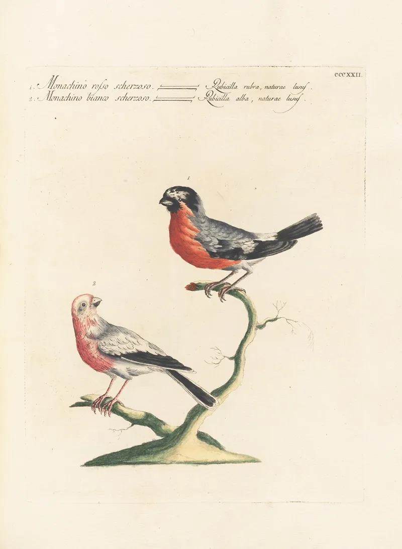 Ornithologia Methodice Digesta Pl 304 Wall Art by Saverio Manetti - High-Resolution Digital Print