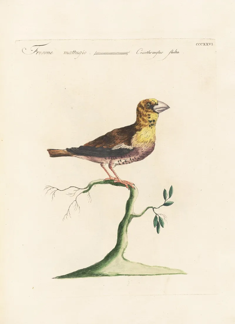 Ornithologia Methodice Digesta Pl 308 Wall Art by Saverio Manetti - High-Resolution Digital Print