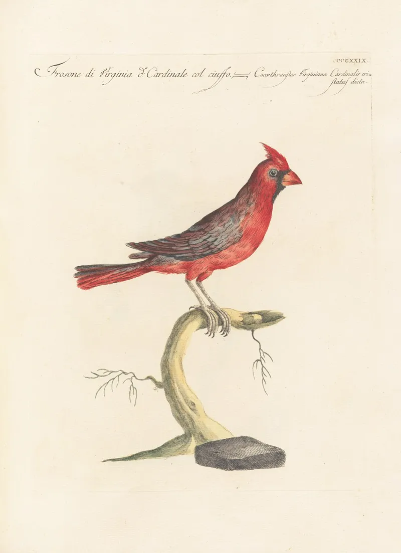 Ornithologia Methodice Digesta Pl 311 Wall Art by Saverio Manetti - High-Resolution Digital Print