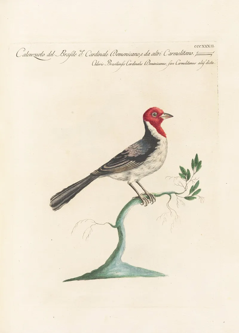 Ornithologia Methodice Digesta Pl 314 Wall Art by Saverio Manetti - High-Resolution Digital Print
