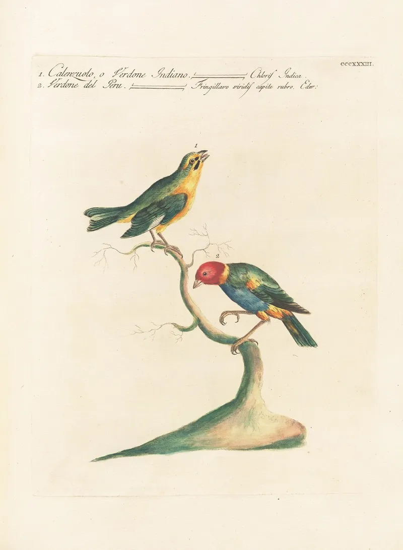 Ornithologia Methodice Digesta Pl 315 Wall Art by Saverio Manetti - High-Resolution Digital Print