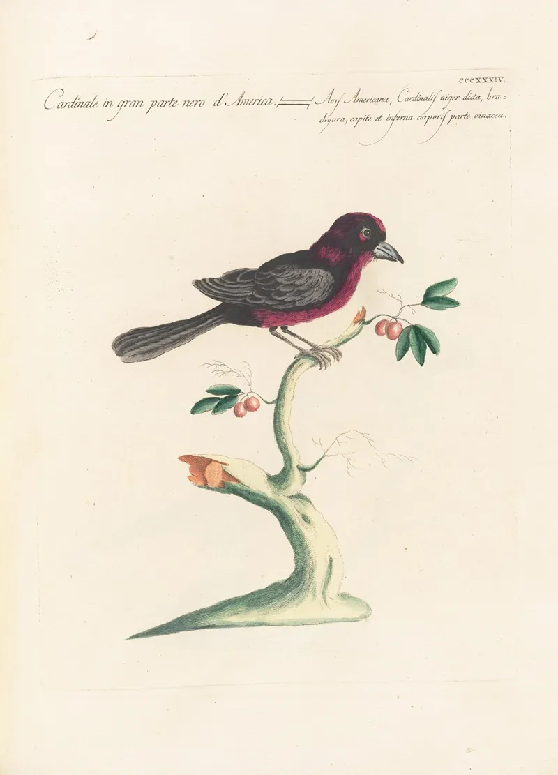 Ornithologia Methodice Digesta Pl 316 Wall Art by Saverio Manetti - High-Resolution Digital Print