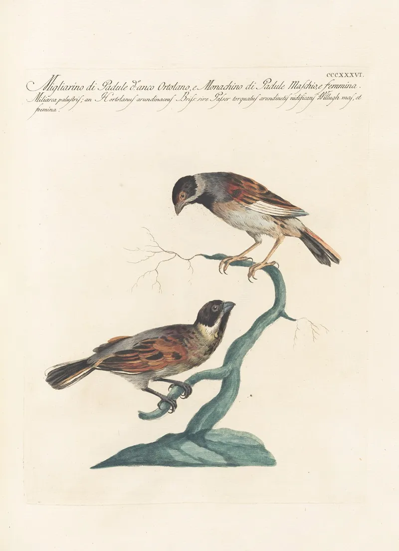 Ornithologia Methodice Digesta Pl 318 Wall Art by Saverio Manetti - High-Resolution Digital Print