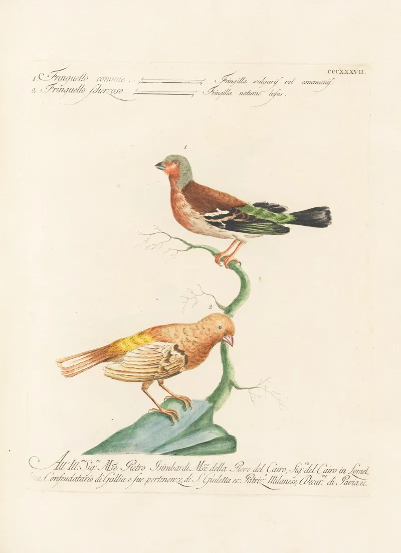 Ornithologia Methodice Digesta Pl 319 Wall Art by Saverio Manetti - High-Resolution Digital Print