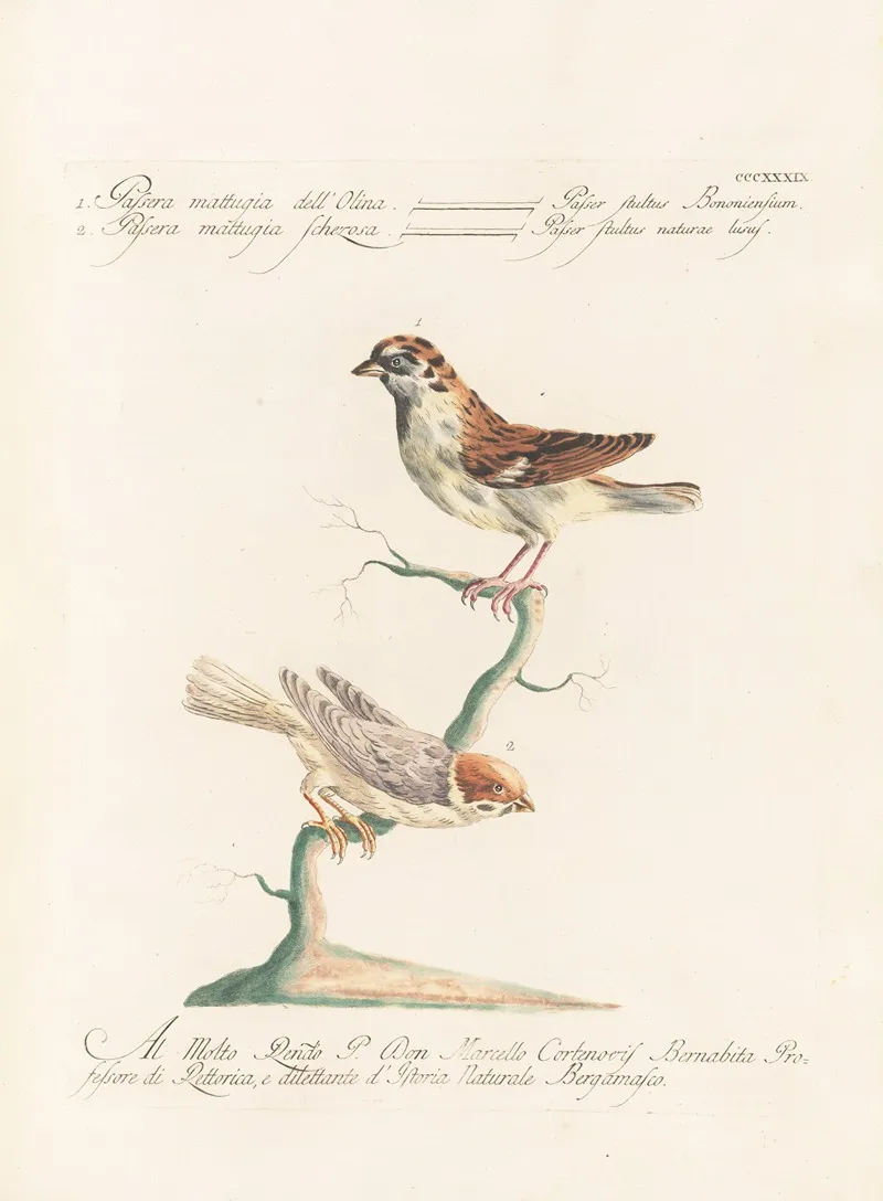 Ornithologia Methodice Digesta Pl 321 Wall Art by Saverio Manetti - High-Resolution Digital Print